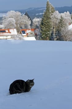 Staying in the snow