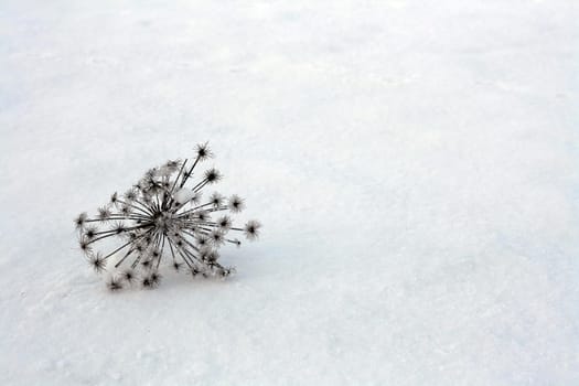 Winter has nature firmly in its grip