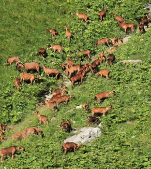 Hred of brown goats eating the green grass of the mountain