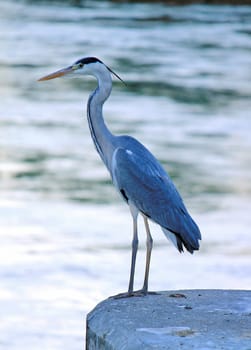 Great blue heron standing on a wall in the city near the river