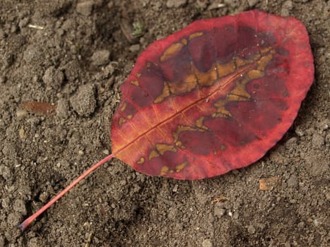 fallen autumn leaf - wig bush