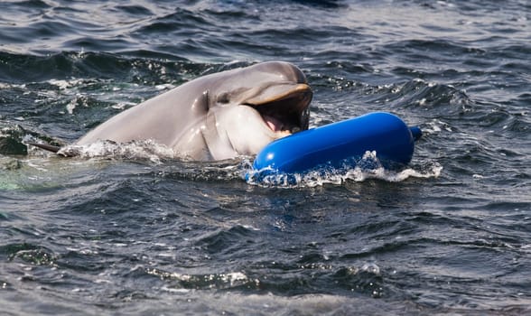 Bottlenose dolphin or Tursiops truncatus playing in the water
