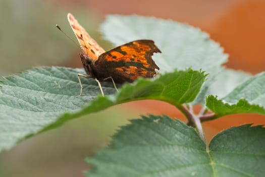 Orange Comma butterfly resting on green bramble leaf in autumn