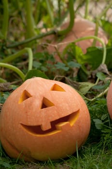 halloween pumpkin with other pumpkins in backgroung