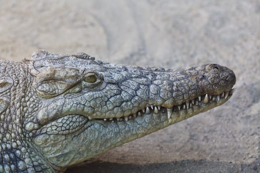 close up view of the head of crocodile