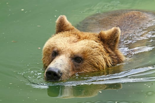 Bathing fun