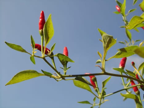 Mini pepperoni - Capsicum annuum