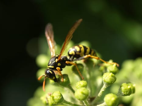 Gallic field wasp