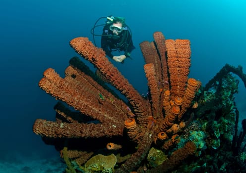 Tube sponges