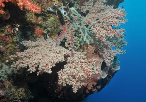 Typical steep wall with soft corals,sponges and corals