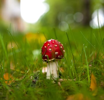 Poisonous red toadstool mushroom in the autumn forest