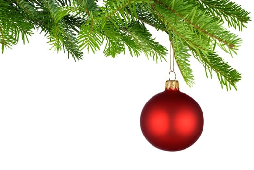 Isolated red Christmas tree ball hanging from a dense fresh fir branch