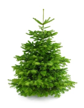 Studio shot of a fresh dense Nordmann fir tree on a white background
