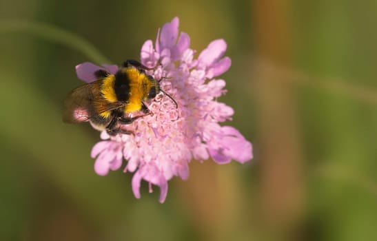 Bumblebee Bumblebee