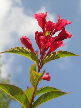 Weigelia - Weigela