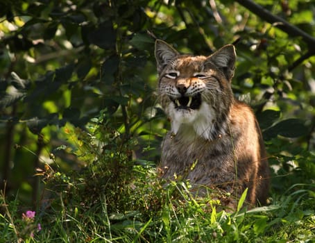 Lynx