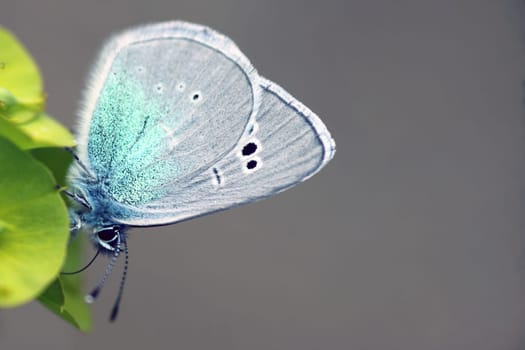 Sky blue sweet clover