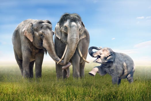 Elephant Family Happiness