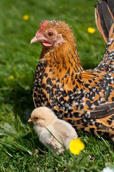 Hen with chicks ....