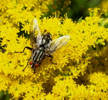 gray meat fly
