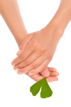 Hands of young woman holding ginkgo leaf - isolated on white