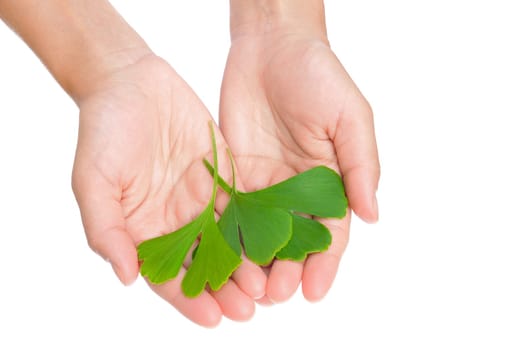 Hands of young woman holding ginkgo leaves - isolated