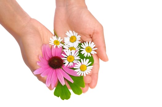 Hands of young woman holding herbs - echinacea, ginkgo, chamomile - isolated on white