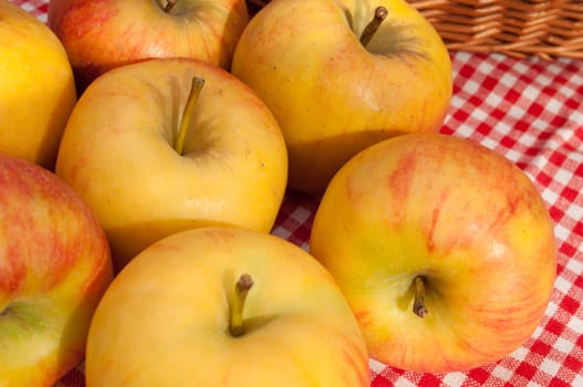 Closeup of Rubens Apples Red Gingham Tablecloth