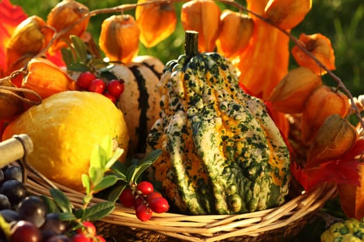 Still life of pumpkins for Thanksgiving