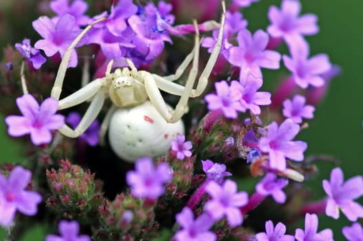 Lying in Wait [Misumena vatia]