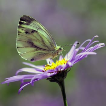 Pieris napi