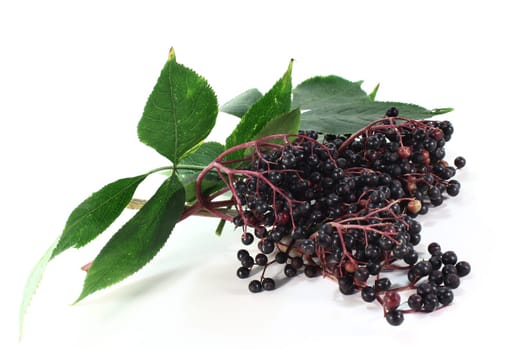 an umbel of elderberries against a white background