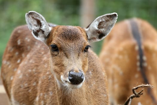 details of Sika Deer