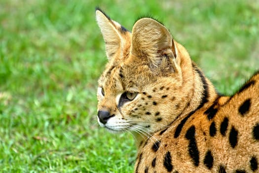 ServalPortrait
