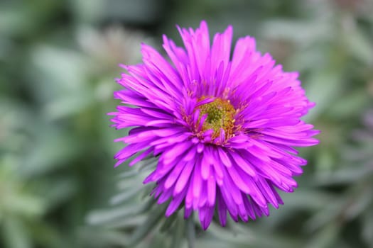 Aster novae-angliae [Roughleaf Aster]