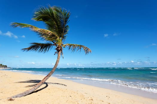 coconut tree on a beach with ocean and sky