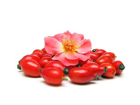 Rosehips (rosa canina)