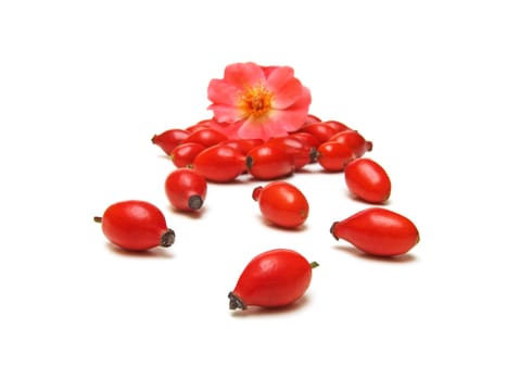 Rosehips (rosa canina)