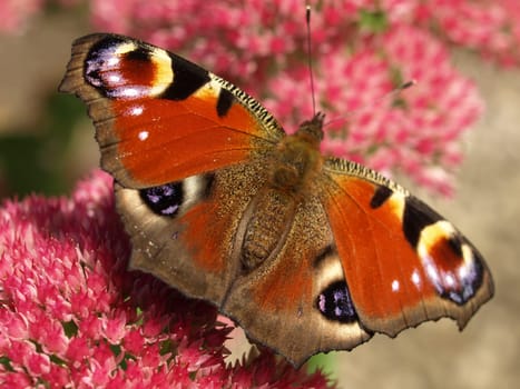 Peacock