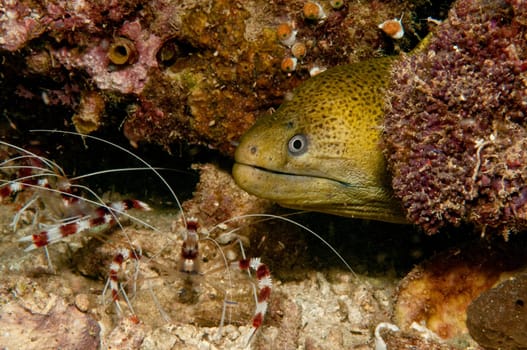 During a night dive,I met this moray eel with the claw shrimps. These free the moray eel from parasites. Recorded in Indonesia.