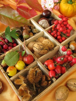 Collection box with walnuts,chestnuts and other autumn fruits