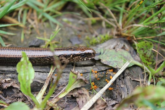 Tongue-in-cheek slow worm