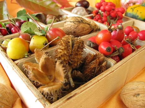 Collection box with walnuts,chestnuts and other autumn fruits