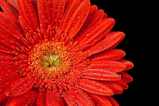 closeup red gerbera daisy with drops of water