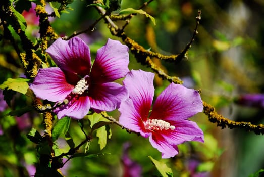 Beautiful hibiscus