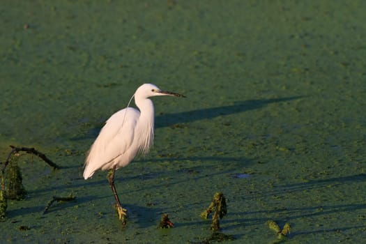 Little egret (Egretta garzetta) standing on a lake
