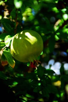 The pomegranate