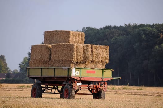 Haymaking