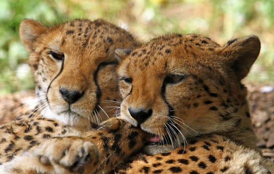 Affection