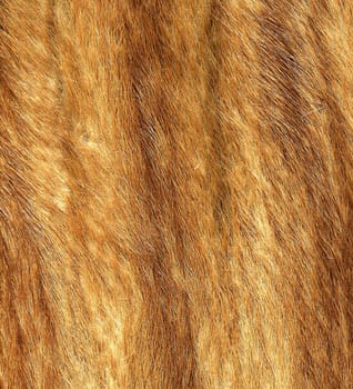 American mink